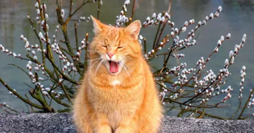 В выходные дни в Молдове будет теплая погода, пройдут слабые дожди