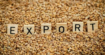 Экспорт пшеницы из Молдовы вырос на 18%, но цены упали