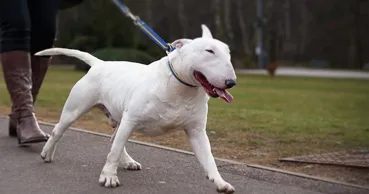 Un bull terrier ar fi omorât mai multe pisici. Vecinii se tem pentru siguranța lor