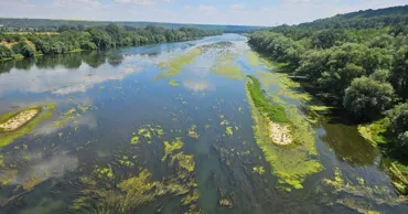 Днестр превращается в болото: вода позеленела, появились густые водоросли