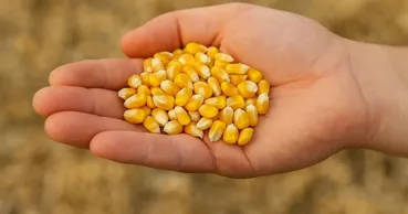 De la Ucraina până la Liban: Unde a fost exportat porumbul moldovenesc în luna iulie