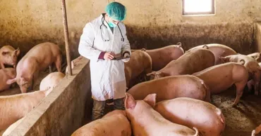В семи сёлах Кагульского района ввели карантин из-за АЧС