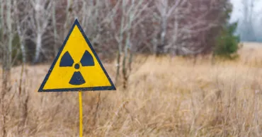 В Чернобыльской зоне пять лет выращивали пшеницу и кукурузу