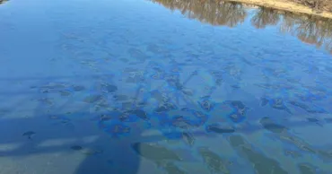 Экологи: Загрязняющие вещества в Днестре могут повлиять на пищевую цепь