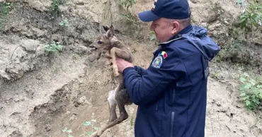Пограничники, патрулировавшие реку Прут, спасли детеныша косули
