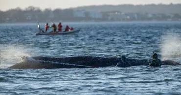 Кит, которого спасли в Германии, снова сел на мель в Балтийском море