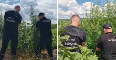 Сотни растений конопли уничтожили на севере Молдовы