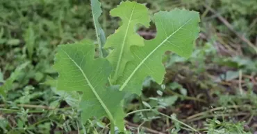 Planta care calma durerile înainte să existe pastilele. Era numită „opiul săracului”