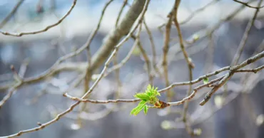 Prognoza meteo: Temperaturile cresc până la +17 grade