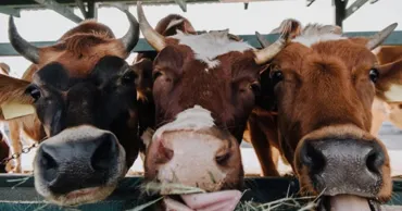 Carantină de 30 de zile în comuna Sipoteni, după confirmarea unui caz de rabie la o bovină