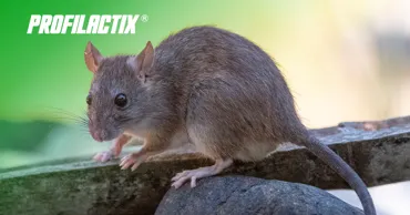 Profilactix: Как предотвратить появление Hantavirus Ⓟ