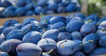 Prețurile la prune în Moldova, mai mici decât în Ucraina și Polonia