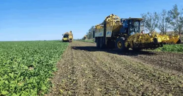 UPZM: Молдавский сахар дешевеет, а экономика растёт, когда мы производим у себя Ⓟ