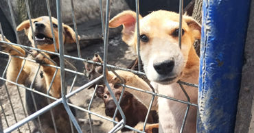 Вице-примар: Открытие приюта для бродячих собак затягивается властями