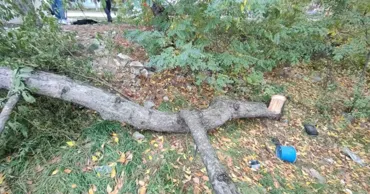 В Бельцах незаконно вырубили деревья: ущерб превысил 110 тысяч леев