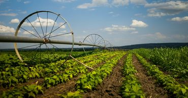 FAO проведет оценку воздействия субсидий в сельском хозяйстве. Фото: gagauzinfo.md.