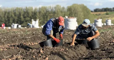 Peste 5% dintre salariați muncesc fără contract. Cea mai mare pondere, în agricultură