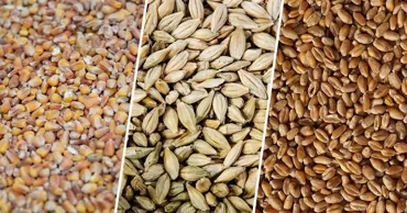 Prețurile cerealelor în Moldova au crescut, dar tendința nu este încă durabilă