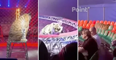 Тигр выпрыгнул в зрительный зал цирка во время шоу в России