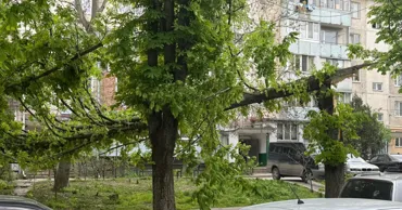 В Кишиневе и Бельцах сильный ветер повалил деревья