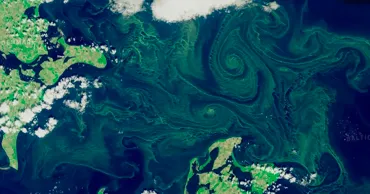 В Балтийском море из-за аномальной жары распространились ядовитые водоросли