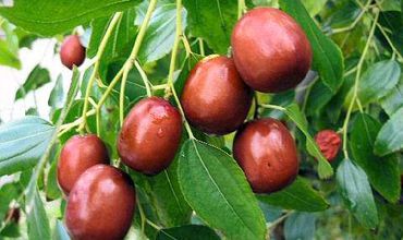 Cкоро из зизифуса будут готовить консервированное пюре для детского питания.