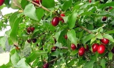 Часть фруктов отправляются на рынки и в магазины Кишинева, а остальные фрукты экспортируются в Польшу и Германию. Фото: Gadyach.pl.ua.