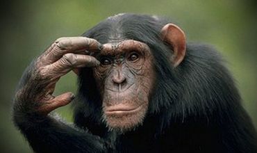 Рейтинг возглавили гориллы, шимпанзе, гиббоны и мартышки.