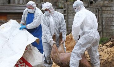 Вирус африканская чума свиней набирает оборот на территории Румынии.