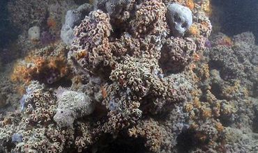 Первый коралловый риф на побережье Адриатического моря в Италии.