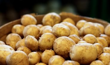 Выращивать картофель в республике стало невыгодно.