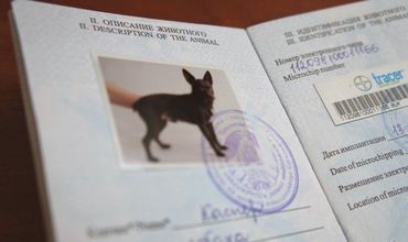 Всем животным в Молдове выдадут паспорта.