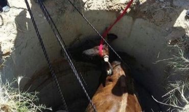 В Каушанском районе корова провалилась в колодец, ее вытащили спасатели.