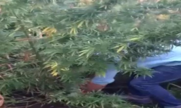 В огороде столичного жителя обнаружили двухметровые кусты конопли.