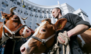 В партии Порошенко предложили отдать деньги студентов коровам.