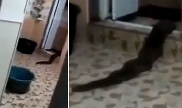 Сразу два засунули голову в туалет сделала