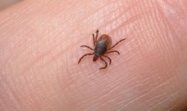Uleiul esențial reduce riscul ca aceste insecte să sară pe tine atunci când ești afara și le ține la distanță.