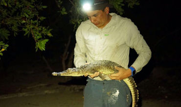 Două specii noi de crocodili, descoperite în Marea Caraibelor.