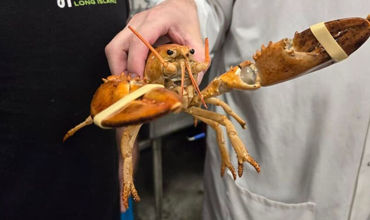 Un homar dintr-un supermarket a fost întors în ocean.