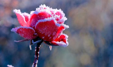 В Молдове холодает, на севере ожидается -1°C.