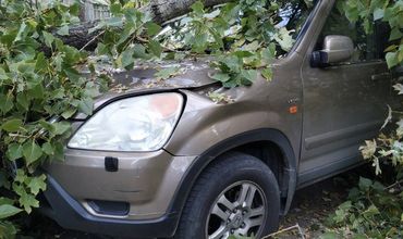 На Телецентре огромное дерево рухнуло на припаркованные автомобили.