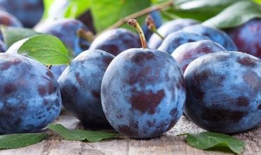 В преддверии массовой уборки сливы ее урожай будет в среднем на 10% ниже прошлогоднего.