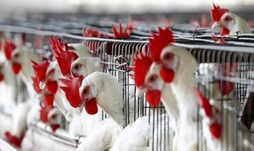 Годовое производство мяса птицы всех профильных предприятий оценивается примерно в 50 тыс. тонн.