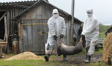 Фермерам выплачивают компенсации - около 15 леев за килограмм.