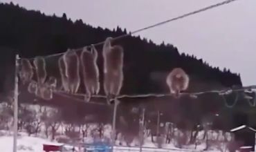 Японские обезьяны полюбили гулять по линиям электропередач, потому что с земли их прогоняют люди.