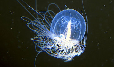 Foto: earthweek.com În vreme ce majoritatea speciilor de meduze mor după ce se reproduc, Turritopsis Nutricula are capacitatea unică de a reveni la stadiul de polip.