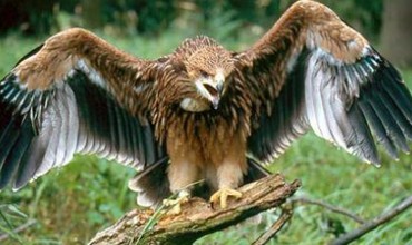 Список животных занесенных в красную книгу молдовы Список животных занесенных в красную книгу молдовы