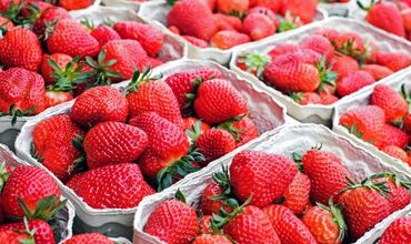 Сезон продажи клубники продлится до конца июня, то есть, будет на две недели дольше прошлогоднего.