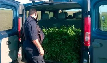 В Гагаузии уничтожены 11 очагов дикорастущих наркосодержащих растений.