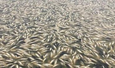 В водохранилище Конгаза произошел массовый мор рыбы.
